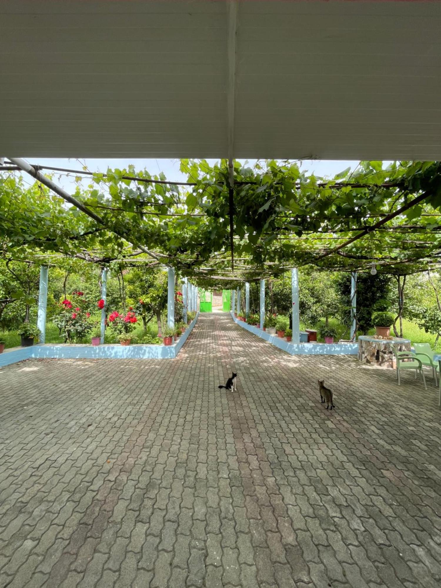Villa Mance Berati Exterior foto